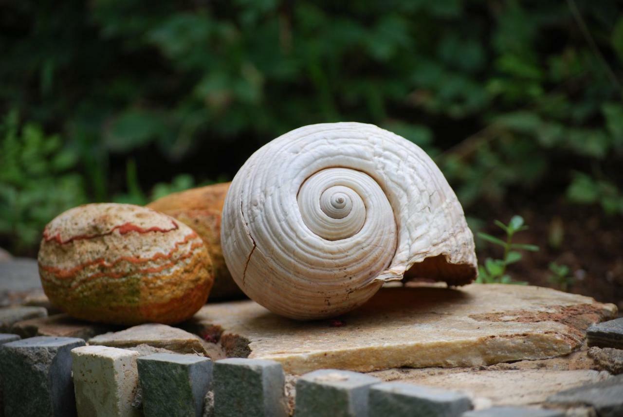 Appartamento Ta Pefka Nikiti  Esterno foto